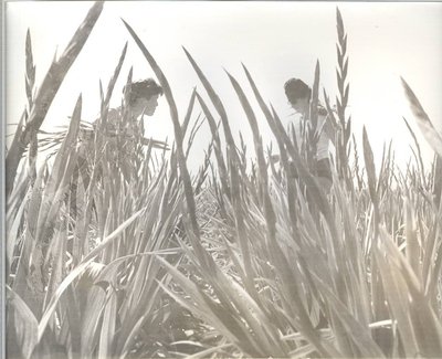 קטיף סייפנים בעין יהב