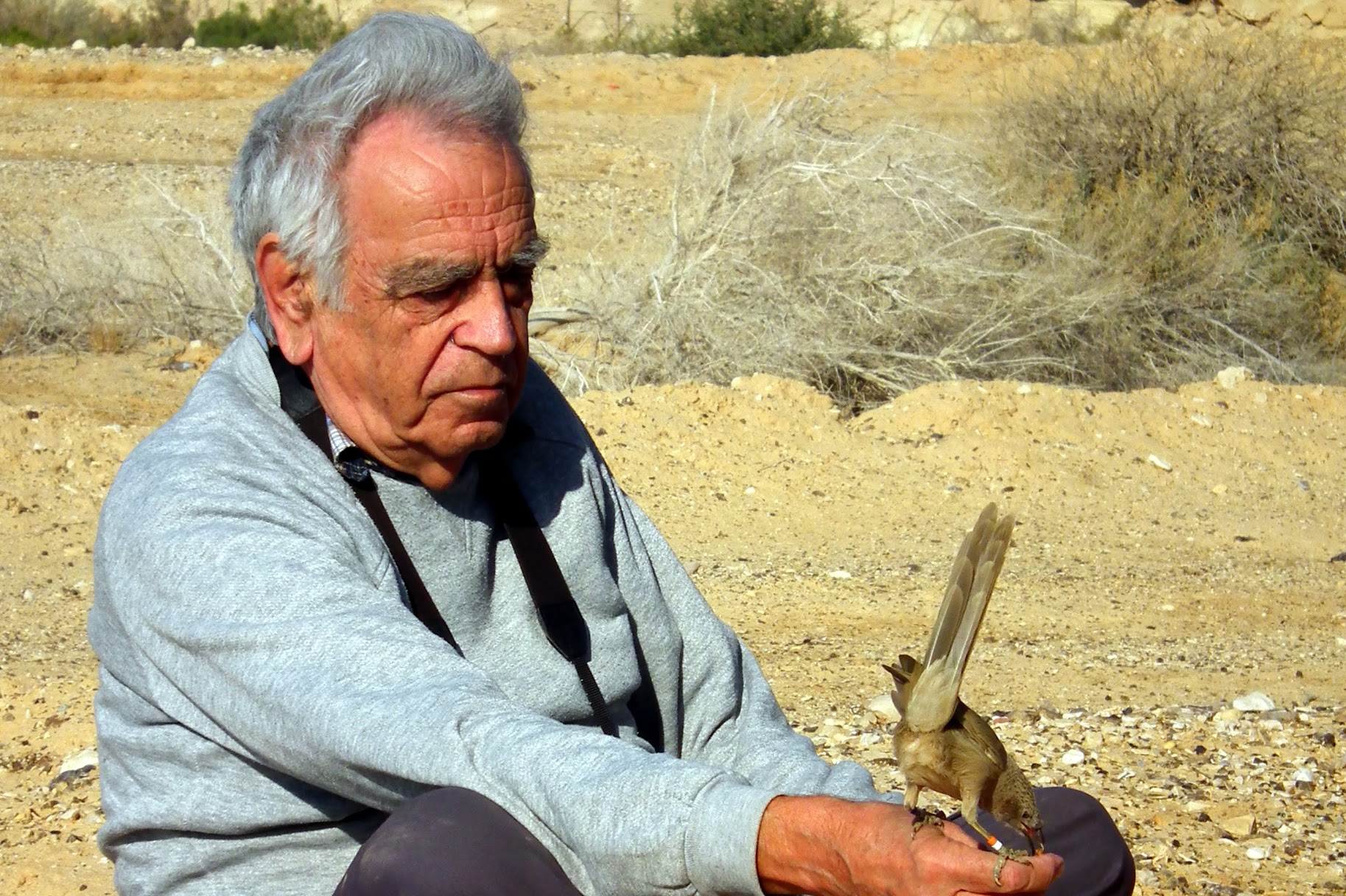 אמוץ זהבי והזנבנים 