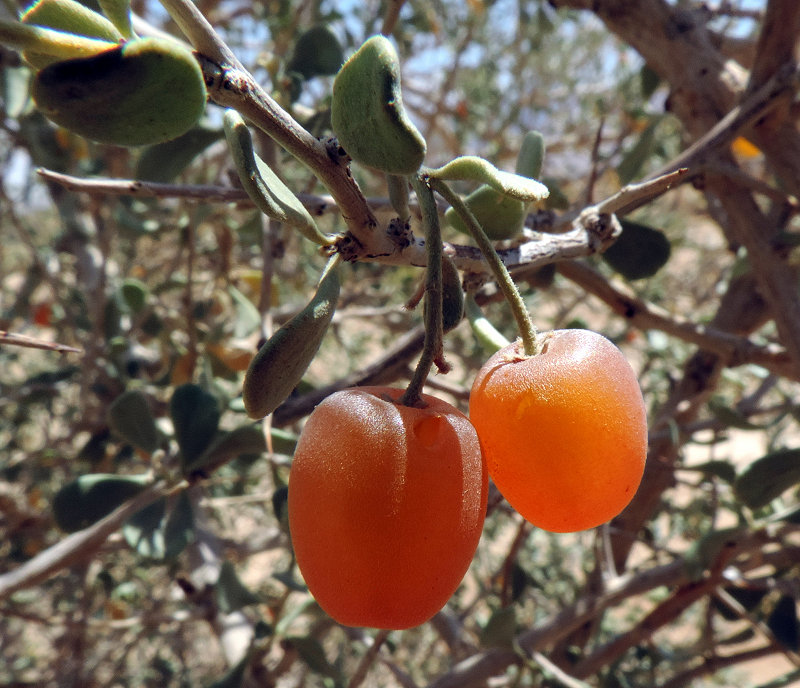 פרות כתומים של ימלוח מעברונה