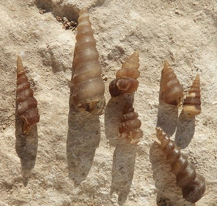 שבלולים מצוררים