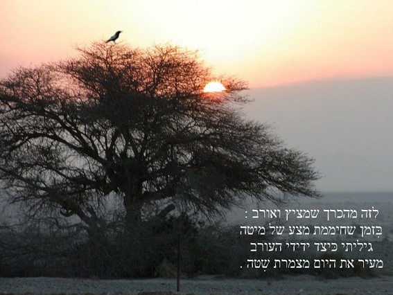 תמונה: עורב בצמרת שיטה 
