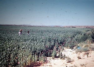 שדה פרגים