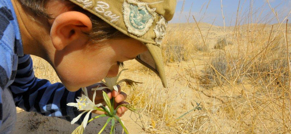 חבצלות ליד חצבה. למה ערבה 