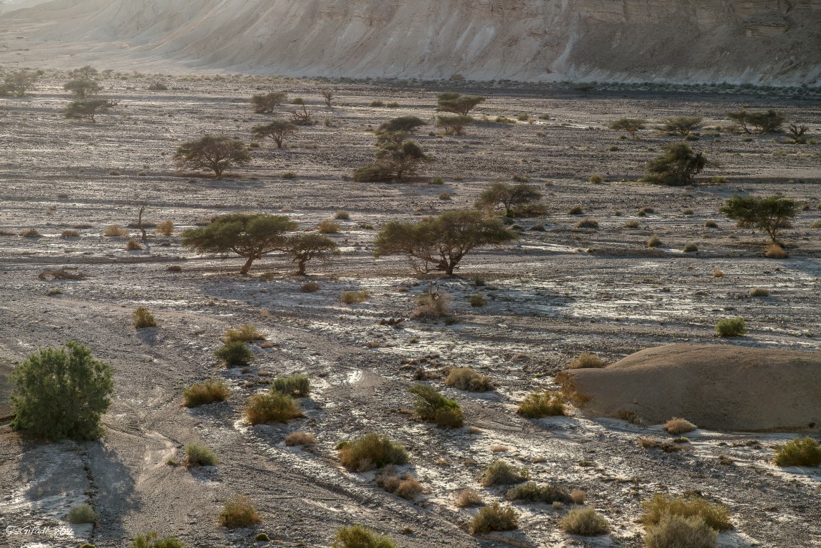 מנופו הערבה צילם: גלעד לבני