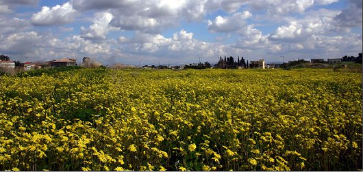 נעה - שדות צהובים
