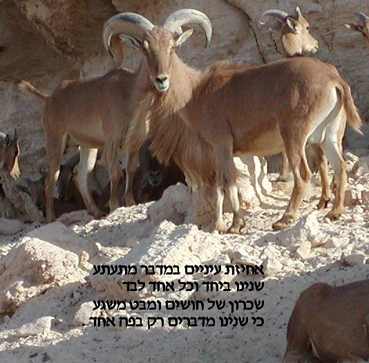 אחיזת עינים במדבר מתעתע /שנינו ביחד וכל אחד לבד/ שכרון של חושים ומבט משגע /כי שנינו מדברים רק בפה אחד