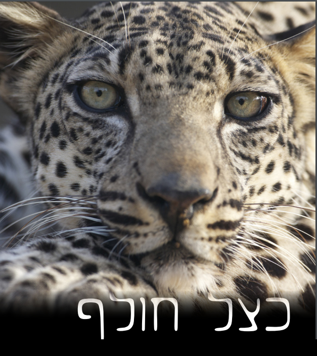 כצל חולף - כותרת 