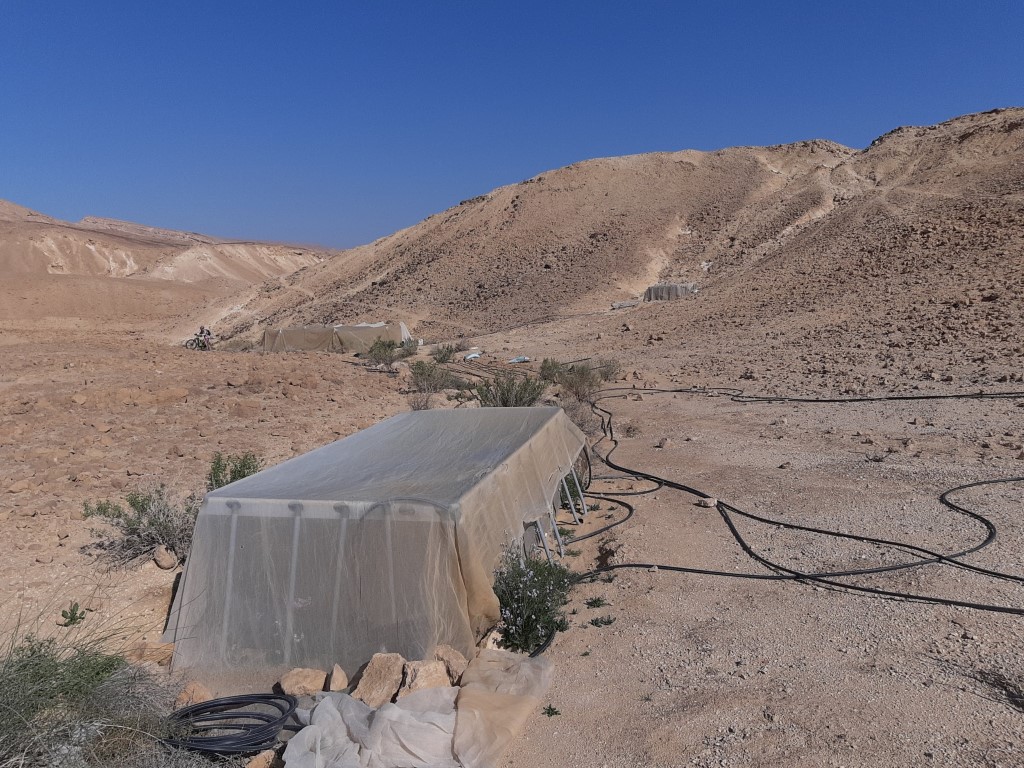 חממות קאנביס בצפון הערבה