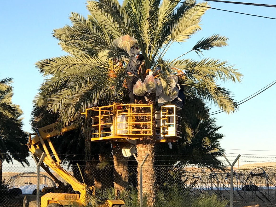 תמרים בערבה 