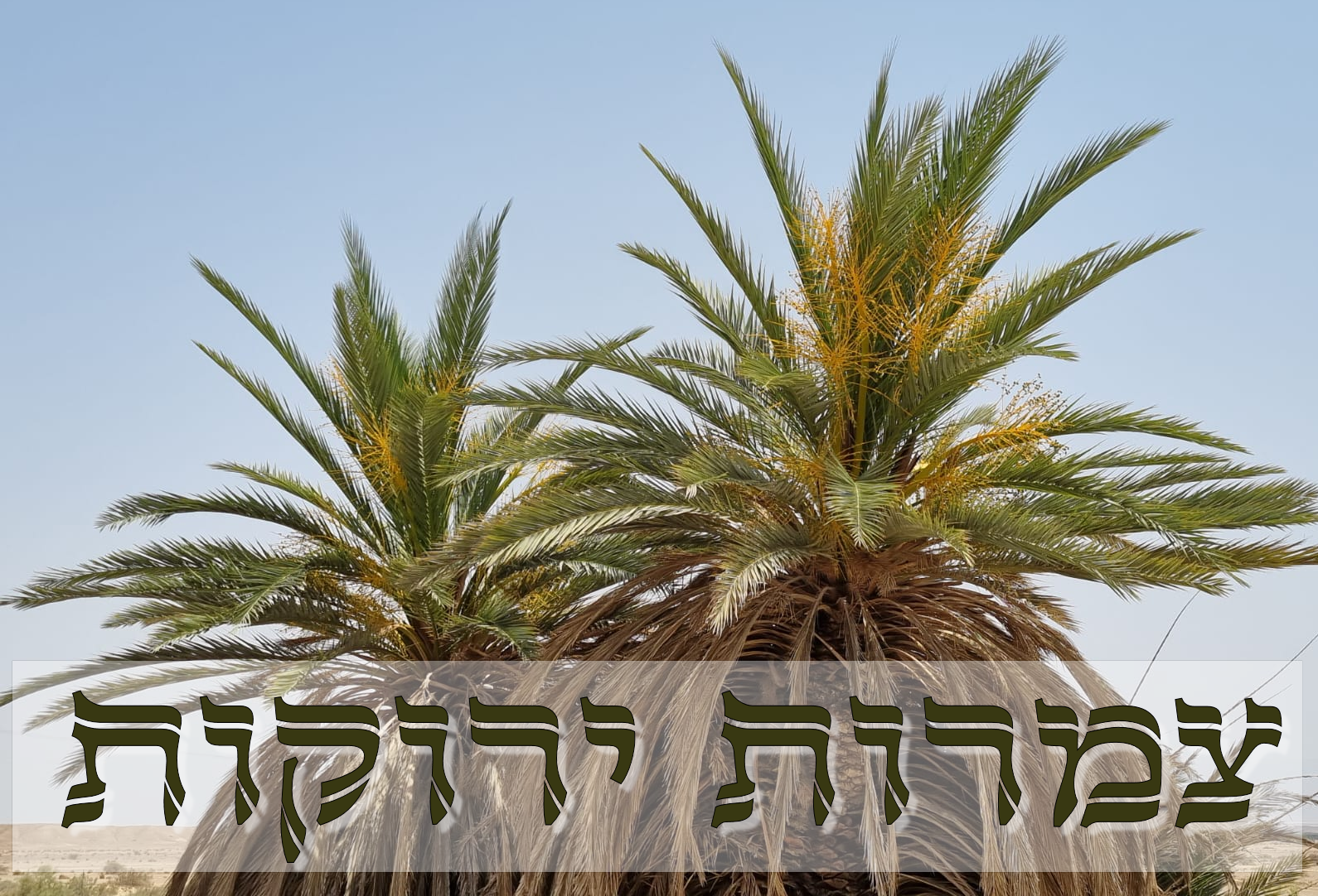 צמרות ירוקות - כותרת 