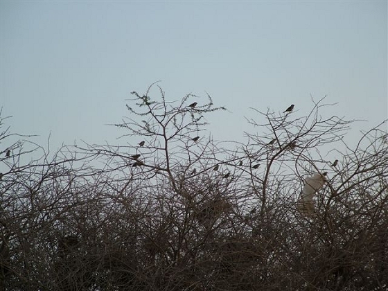 ציפורי דרור בערבה 