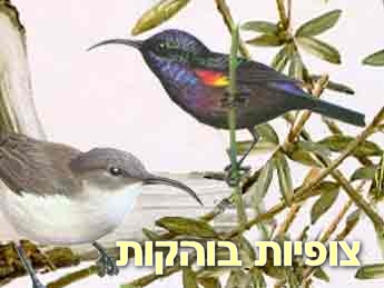צופית בוהקת