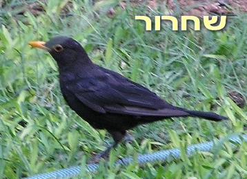 שחרור
