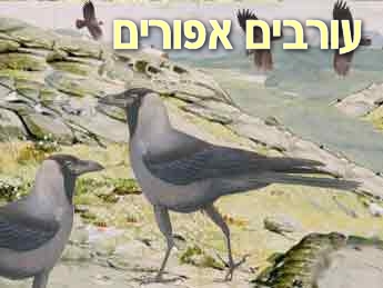 עורבים אפורים 