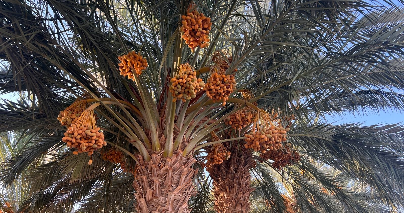עוד מעט גדיד 