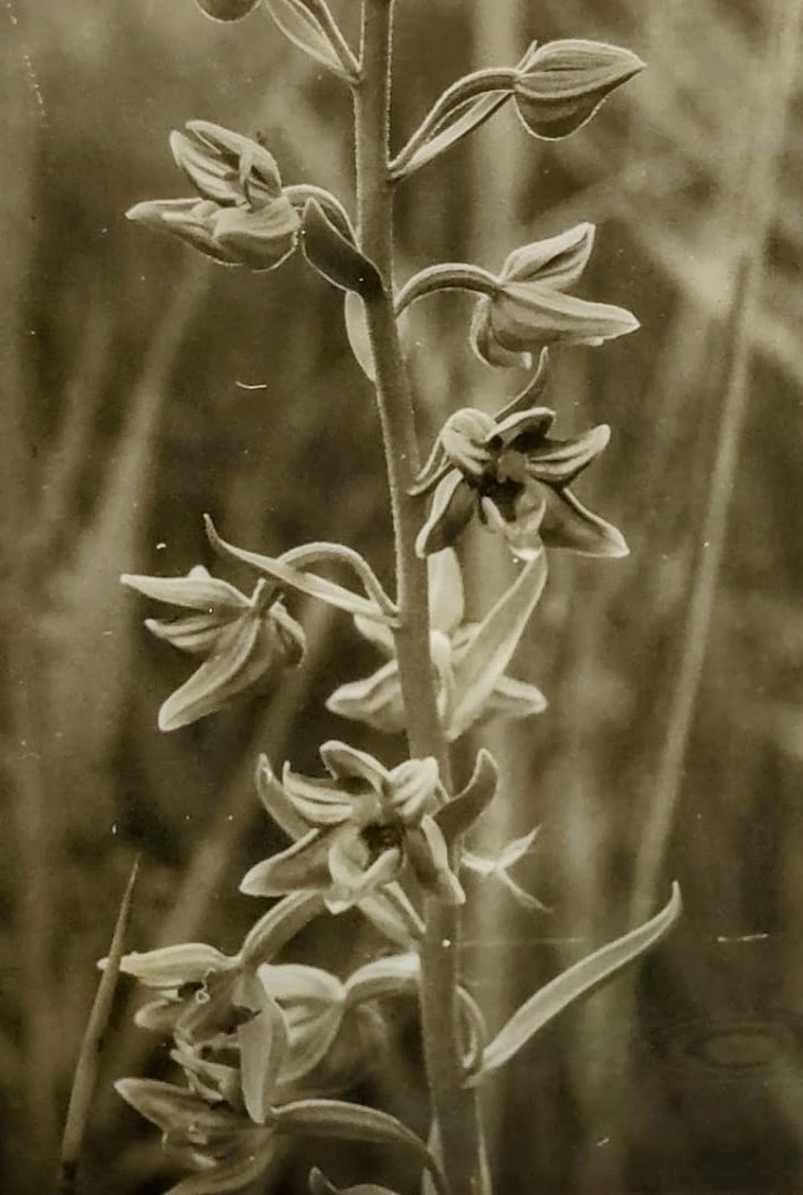 בו חורש, עין תמיד 1969 
