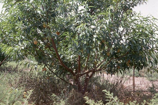 עץ אפרסקים עם פרי 