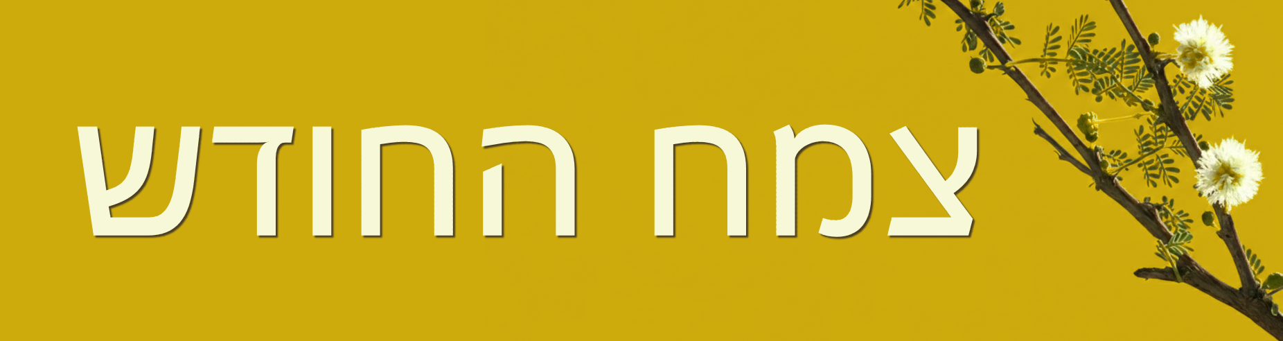 כותרת לדף 
