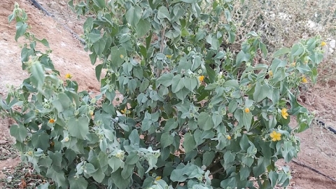 אבוטילון השיח, הצמח כולו
