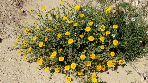 פרעושית גלונית  