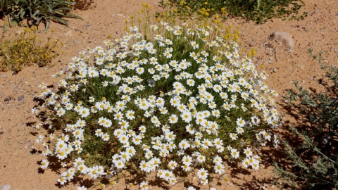 קחוון הנגב  