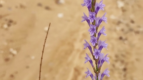אזוביון מדברי עמוד פריחה מקרוב