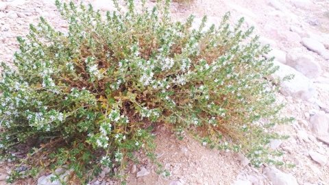 בת קורנית הערבות
